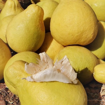 廣西紙箱柚子供應(yīng)與價格分析 批發(fā)市場全面指南