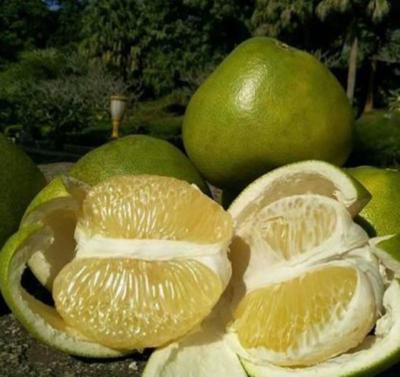 云南昆明官渡區(qū)泰國青柚批發(fā) 優(yōu)質(zhì)果品，實(shí)惠價格