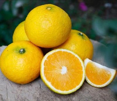 福建南平建陽區(qū)桔柚批發(fā) 質(zhì)優(yōu)價廉，果園直供
