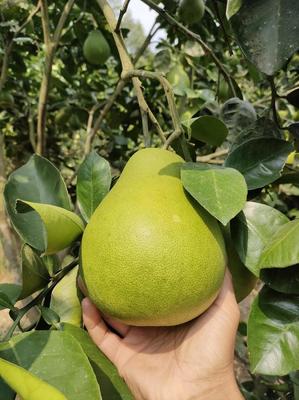 湖南懷化洪江雪峰柚，現摘直發，開啟您的優質柚果批發之旅
